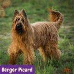 Berger Picard. razas perros segun AKC . grupo 7 . Herding dogs. AKC. perros de pastoreo dogs. petepua