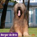 Berger de Brie. Briard. pastor francés llano. razas perros segun AKC . grupo 7 . Herding dogs. AKC. perros de pastoreo dogs. petepua