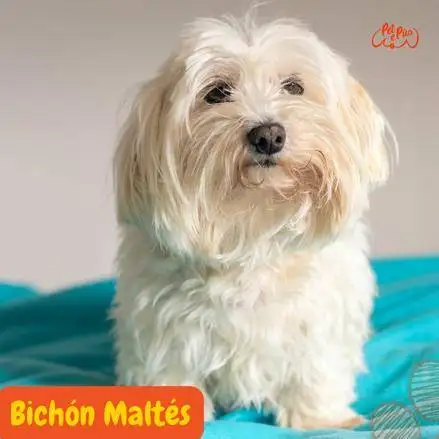 Bichón Maltés parado sobre una colcha azul, mirando dulcemente.