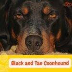 Black and Tan Coonhound. Close Up de un Perro negro y fuego para la caza del mapache.