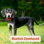 Perro Bluetick Coonhound , mirando atentamente y parado de lado en la naturaleza.