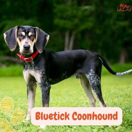 puede bluetick coonhound ser blanco