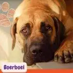 Close up de un Boerboel sentado en una alfombra