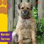 Border Terrier. AmStaff, American Staffy. razas de perros segun akc. terriers . petepua.