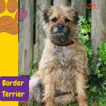 que peso debe tener un border terrier