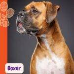 Boxer leonado de costado sobre un fondo negro