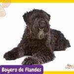 Boyero de Flandes (Bouvier des Flandres. razas perros segun AKC . grupo 7 . Herding dogs. AKC. perros de pastoreo dogs. petepua