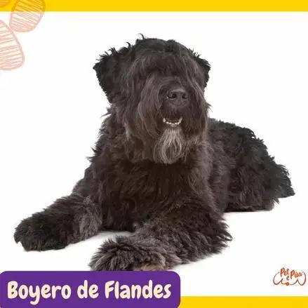 Boyero de Flandes (Bouvier des Flandres. razas perros segun AKC . grupo 7 . Herding dogs. AKC. perros de pastoreo dogs. petepua