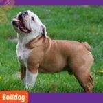 Bulldog marrón y blanco parado en el césped sonriendo.