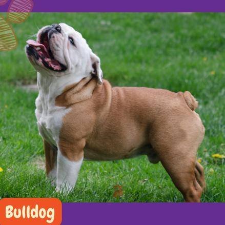 cuáles son las mejores golosinas de bulldog inglés antiguo