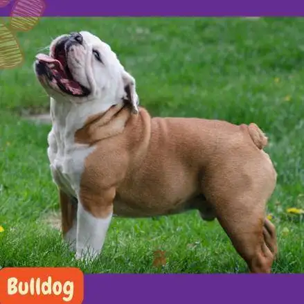 Bulldog marrón y blanco parado en el césped sonriendo.
