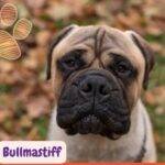 Bullmastiff mirando atentamente en la naturaleza
