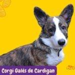 Cardigan Welsh Corgi. Corgi Galés de Cardigan.