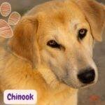 Chinook. razas de perros según AKC. grupo 3 perros de trabajo. . petepua