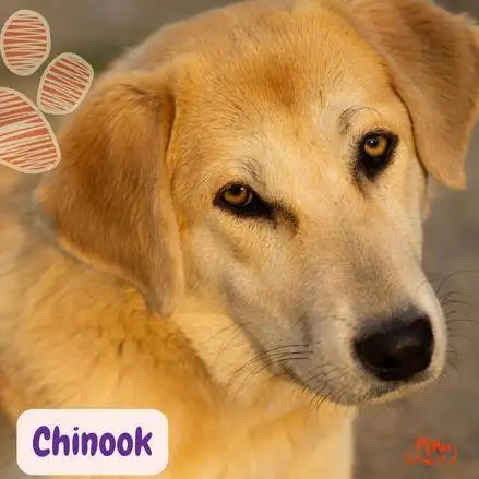 Chinook. razas de perros según AKC. grupo 3 perros de trabajo. . petepua