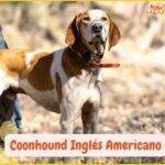 Coonhound Inglés Americano parado en posición de alerta en la naturaleza.