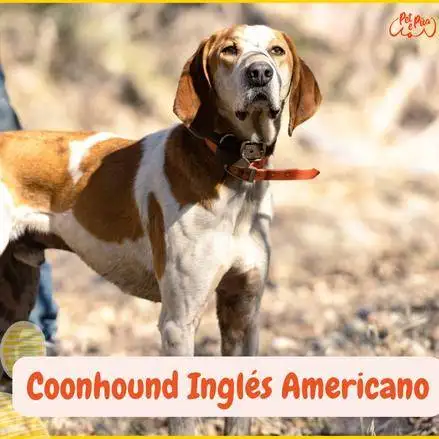 cual es la diferencia entre un ingles americano y un walker coonhound