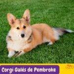 Corgi Galés de Pembroke .Pembroke Welsh Corgi.. razas perros segun AKC . grupo 7 . Herding dogs. AKC. perros de pastoreo dogs. petepua