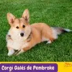 Corgi Galés de Pembroke .Pembroke Welsh Corgi.. razas perros segun AKC . grupo 7 . Herding dogs. AKC. perros de pastoreo dogs. petepua