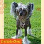 Crestado Chino (Chinese Crest).perros segun akc. perros toy. perros de compañía . perros sin pelo. hairlessdogs. petepua.