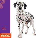 Dálmata. Dalmatian. razas perros segun AKC . grupo 6 AKC. perros no deportistas. non sporting dogs. petepua