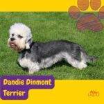 Dandie Dinmont Terrier. perros segun akc. terriers . petepua.