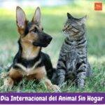 día internacional del animal sin hogar. petepua.