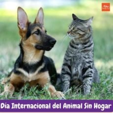 Día Internacional del Animal Sin Hogar