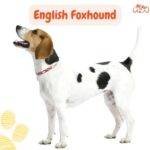 English Foxhound. Foxhound Inglés. razas de perros AKC. grupo 2 AKC. petepua