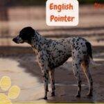 English Pointer. Puntero inglés. petepua. razas de perros según AKC