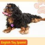 English Toy Spaniel. Spaniel Toy Ingles
