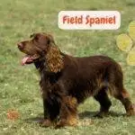 Field Spaniel. Spaniel de Campo. petepua. razas de perros según el AKC