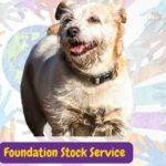 Foundation Stock Service AKC. foundation stock service. foundation stock service program. akc foundation stock service. akc fss breeds. foundation stock