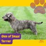 Glen of Imaal Terrier de pie en el césped, mirando hacia su derecha.