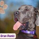 Close up de un Gran Danés gris en la naturaleza