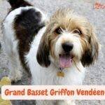 Grand Basset Griffon Vendéen. Gran Grifón Vendeano. Grifán Vandeano Grande. razas de perros segun AKC. petepua.