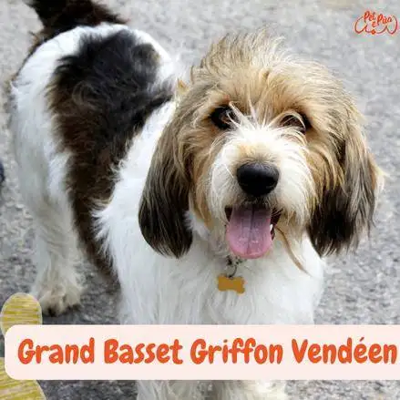 Grand Basset Griffon Vendéen. Gran Grifón Vendeano. Grifán Vandeano Grande. razas de perros segun AKC. petepua.