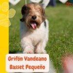 Grifón Vandeano Basset Pequeño. Petit Basset Griffon Venden. petepua