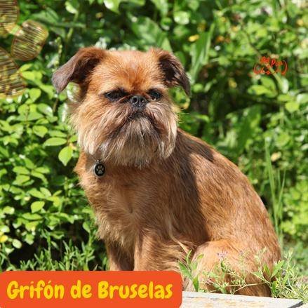 Grifón de Bruselas.