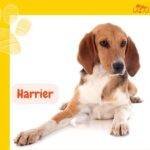 Harrier. petepua. perros sabuesos. sabueso Harrier.