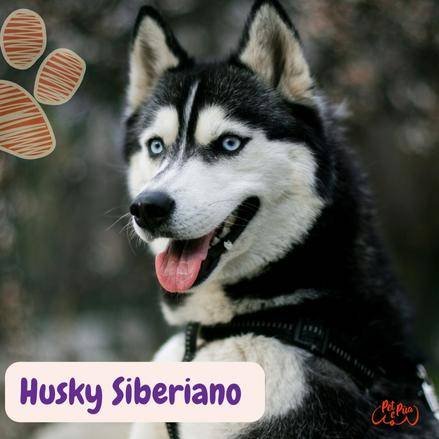 Husky Siberiano . razas de perros según AKC. petepua