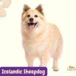 Icelandic Sheepdog. Pastor Islandés. razas perros segun AKC . grupo 7 . Herding dogs. AKC. perros de pastoreo dogs. petepua