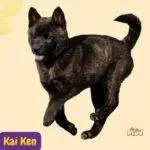 Kai Ken. perro tigre. tora. razas perros segun AKC . grupo 7 . Herding dogs. AKC. perros de pastoreo dogs. petepua