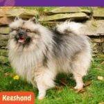 Keeshond. Dalmatian. razas perros segun AKC . grupo 6 AKC. perros no deportistas. non sporting dogs. petepua