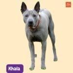 Khala o perro sin pelo boliviano. razas de perros sin pelo. perros sin pelo. hairless dogs. hairless dogs breeds. petepua