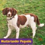 Kleine Münsterländer. Musterlander Pequeño. Small Munsterlander...razas perros segun AKC . grupo 8 . miscellaneus dogs. AKC. perros miscelaneosdogs. petepua
