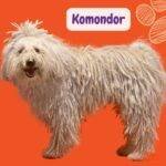 Komondor: Perro pastor húngaro. komondor perro.