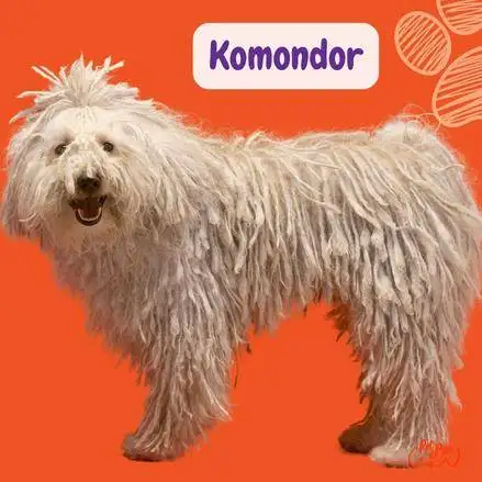 son komondor los perros mas inteligentes