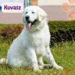 Kuvasz. Hungarian Kuvasz. petepua