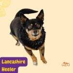 Lancashire Heeler. Ormskirk  Heeler ..razas perros segun AKC . grupo 8 . miscellaneus dogs. AKC. perros miscelaneos dogs. petepua